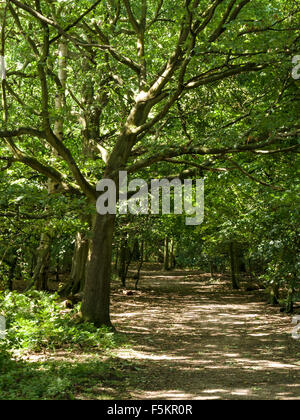 Gefleckte Sonnenlicht fällt durch Bäume auf Wald Waldweg von The National Forest Weg, Derbyshire, England, UK. Stockfoto