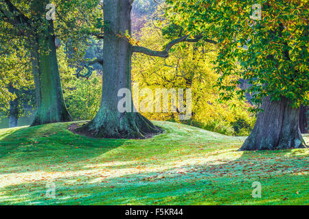 Eichen, Quercus Robur, in der Parklandschaft auf dem Bowood Anwesen in Wiltshire im Herbst. Stockfoto