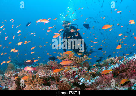 Weibliche Taucher über das Korallenriff schwimmen und mit Blick auf eine Herde von bunten Fischen, Indischer Ozean, Malediven Stockfoto