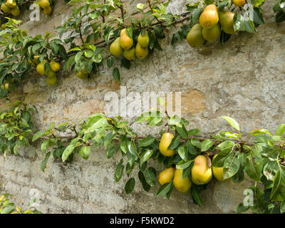 Espalier trainierter Birnenbaum mit Birnen an alter Steinmauer, Grantham, England, Großbritannien. Stockfoto