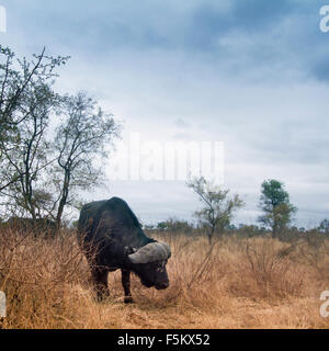 Afrikanische Wilde Büffel Specie Syncerus caffer Stockfoto