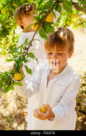 Spanien, Menorca, Boys (4-5, 6 und 7) Abholung Früchte