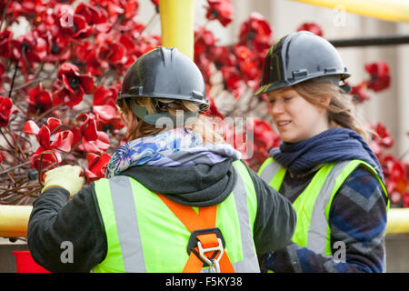 Liverpool, Merseyside, England. 6. November 2015. Die "Weinen" Mohn Fenstermontage in St. Georges Hall in Liverpool.  Die Skulptur wurde von Freiwilligen zum Gedenken an die gefallenen Helden zweier Weltkriege aufgebaut.  Der Mohn werden wie ein Fluss Mäander auf der Treppe von St. Georges Hall drapiert werden.  Das beeindruckende Display wird abgeschlossen & für Erinnerung Sonntag am 8. November vorgestellt. Bildnachweis: Cernan Elias/Alamy Live-Nachrichten Stockfoto