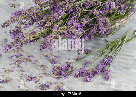 Lavendel, echter Lavendel, Zuschneiden, Echter Lavendel, Schmalblättriger Lavendel, Ernte, Lavandula Angustifolia, Lavandula Officinalis Stockfoto