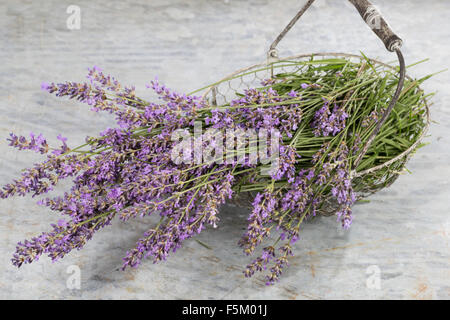 Lavendel, echter Lavendel, Zuschneiden, Echter Lavendel, Schmalblättriger Lavendel, Ernte, Lavandula Angustifolia, Lavandula Officinalis Stockfoto