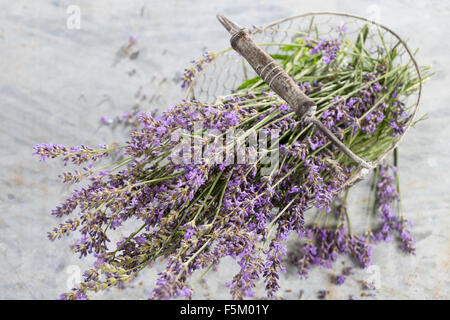 Lavendel, echter Lavendel, Zuschneiden, Echter Lavendel, Schmalblättriger Lavendel, Ernte, Lavandula Angustifolia, Lavandula Officinalis Stockfoto