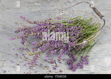 Lavendel, echter Lavendel, Zuschneiden, Echter Lavendel, Schmalblättriger Lavendel, Ernte, Lavandula Angustifolia, Lavandula Officinalis Stockfoto