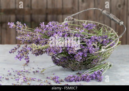 Lavendel, echter Lavendel, Zuschneiden, Echter Lavendel, Schmalblättriger Lavendel, Ernte, Lavandula Angustifolia, Lavandula Officinalis Stockfoto