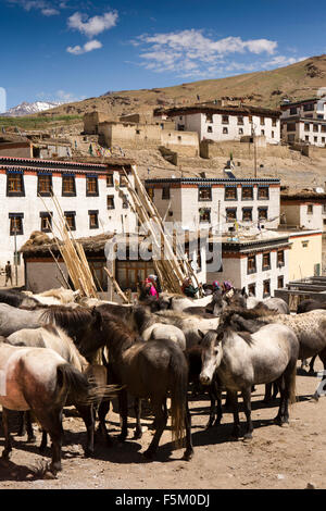 Indien, Himachal Pradesh, Spiti Valley, Kibber, Pack Pferde zusammen um auf niedriger Höhe Weiden getrieben werden Stockfoto