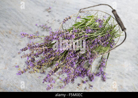 Lavendel, echter Lavendel, Zuschneiden, Echter Lavendel, Schmalblättriger Lavendel, Ernte, Lavandula Angustifolia, Lavandula Officinalis Stockfoto