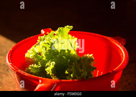 Wärmende Sonnenstrahlen auf Salat Blätter in einem Cullender. Stockfoto