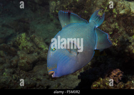 Blauer Drückerfisch, Pseudobalistes Fuscus, am Korallenriff im Roten Meer in Marsa Alam, Ägypten Stockfoto