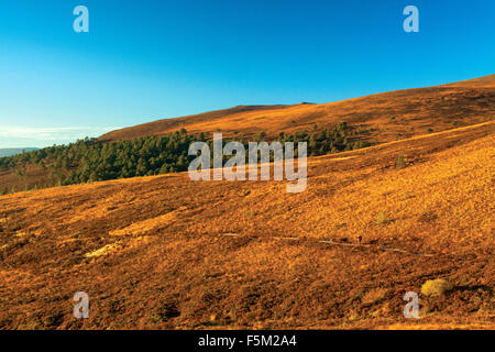 Invereshie und Inchriach National Nature Reserve, Glen Feshie, Cairngorm National Park Stockfoto