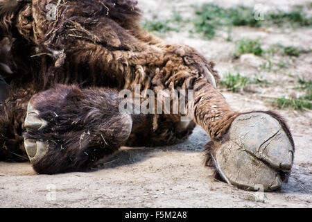 Baktrischen Kamel Huf Detail (Camelus Bactrianus). Tierthema. Schönheit in der Natur. Stockfoto