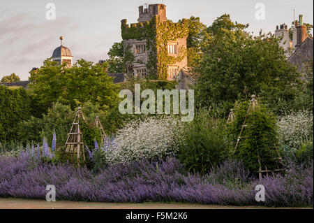 Levens Hall, Cumbria, UK. Eine berühmte topiary Garten. Die gemischte Pastell-Grenzen in der Nähe von Bowling Green, mit Katzenminze und Rittersporn Stockfoto