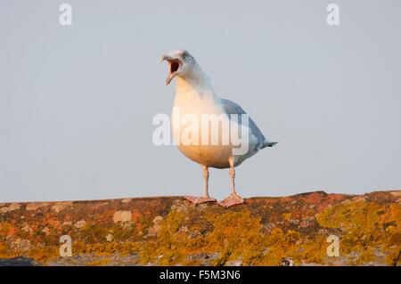 Porträt von Möwe stehend auf Wand Stockfoto