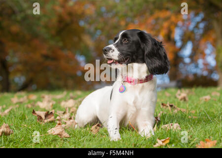 Spaniel hund - ein Springer Spaniel in Ruhe während des Spiels in einem Park im Herbst Stockfoto