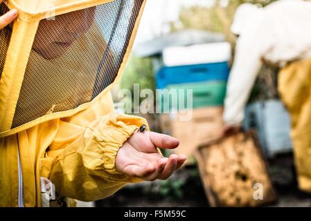 Junge Imker Kleid hält Drohne Biene in der hand Stockfoto