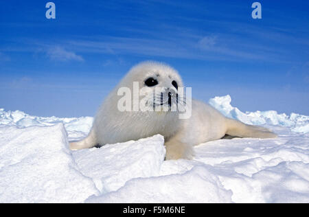 Harp Seal, Pagophilus Groenlandicus, Pup Standng am Icefield, Magdalena Inseln in Kanada Stockfoto