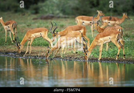 Impala, Aepyceros Melampus, Herde trinken am Wasserloch, Masai Mara-Park in Kenia Stockfoto