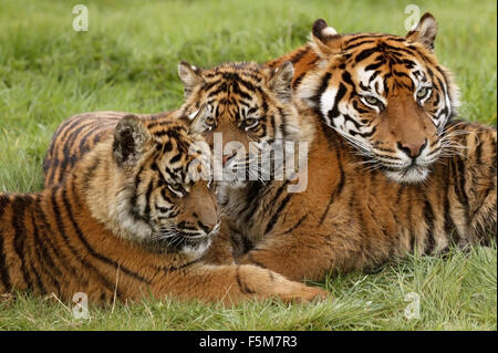 Sumatra-Tiger, Panthera Tigris Sumatrae, Mutter mit Jungtier Stockfoto