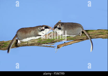 Garten Siebenschläfer, Eliomys Quercinus, Erwachsene Stockfoto