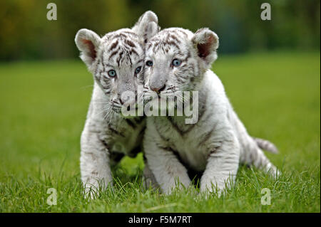 Weiße Tiger, Panthera Tigris, Cub Stockfoto