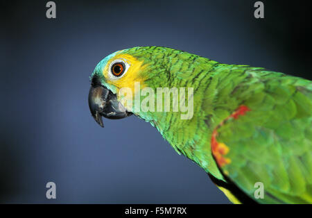 Blau-Fronted Amazon Parrot oder Turquoise-Fronted Amazon Parrot, Amazona Aestiva, Erwachsener, Pantanal in Brasilien Stockfoto