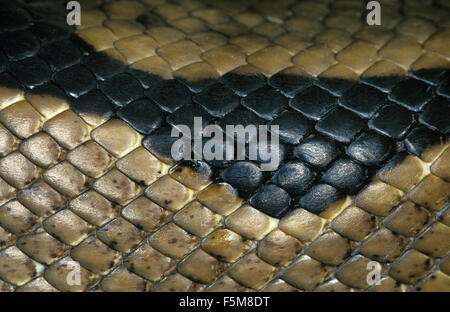Königliche Python, Python Regius, Close Up der Haut Stockfoto