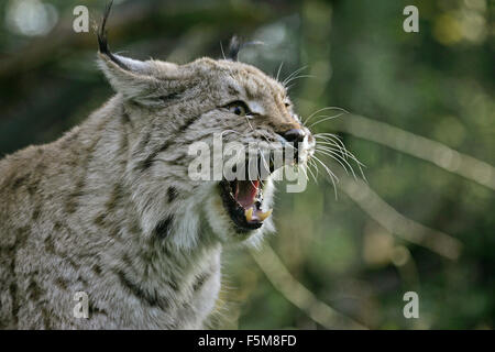 Europäische Luchs, Felis Lynx, Erwachsene Gähnen, mit offenem Mund Stockfoto