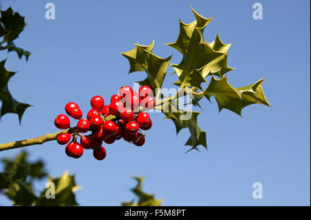 Stechpalme, Ilex Aquifolium mit roten Beeren, Winter in der Normandie Stockfoto