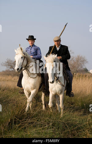 Camargue-Pferd, mit montierten Gardian, Wandern im Feuchtgebiet, Saintes Maries De La Mer, Camargue, Frankreich Stockfoto