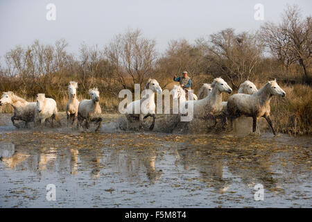 Camargue, Gardian mit Herde stehen im Sumpf, Camargue im Süden Frankreichs Stockfoto