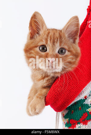 Red Tabby Katze, Kätzchen, stehend in Weihnachtssocke Stockfoto