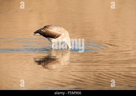 Seitenansicht des juvenilen Rosaflamingo, Kopf unter Wasser, San Pedro del Pinatar, Region Murcia, Spanien Stockfoto