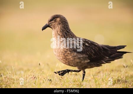 Great Skua, Bonxie, (Stercorarius Skua) Seitenansicht auf Rasen, Fair Isle, Shetland, Vereinigtes Königreich Stockfoto