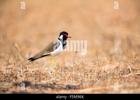 Roten wattled Kiebitz (Vanellus Indicus) Seitenansicht, wegsehen, Bagan, Myanmar Stockfoto