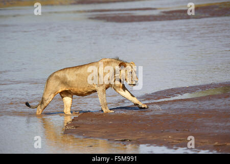 African Lion, Panthera Leo, junge männliche Kreuzung Fluß, Samburu Park in Kenia Stockfoto