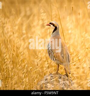 Chukar Partridge (Alectoris Chukar), Israel Stockfoto