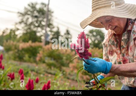 Ältere Frau Ernte und trimmen Blumen auf Bauernhof Stockfoto