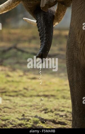 Elefantenbulle (Loxodonta Africana), close-up der Stoßzähne, Mana Pools Nationalpark, Simbabwe Stockfoto