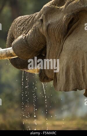Stier Elefanten (Loxodonta Africana), close-up, Mana Pools Nationalpark, Simbabwe Stockfoto