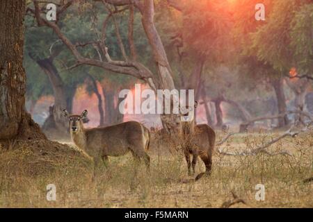 Zwei weibliche Wasserböcke (Kobus Ellipsiprymnus), Mana Pools Nationalpark, Simbabwe Stockfoto