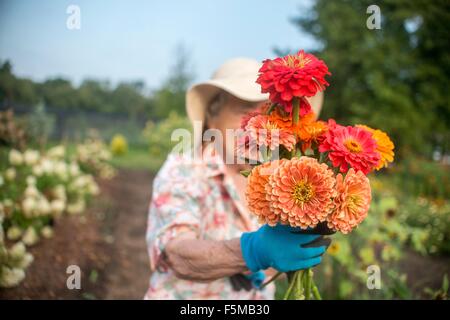 Porträt von senior Bäuerin hält eine Reihe von frischen Schnittblumen Stockfoto