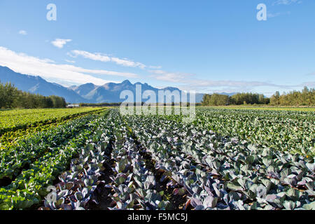 Reifen Reihenkulturen, Rotkohl, Salat & junge Brokkoli. Stockfoto