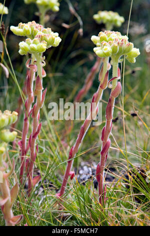 Alpenpflanzen-Hauslauch Sempervivum Blumen Stockfoto