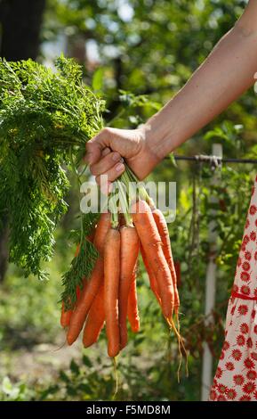 Mitte erwachsenen Frau im Garten halten Bund Karotten, Fokus auf Seite Stockfoto