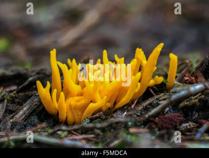 Gelbe Stagshorn (Calocera Viscosa), Henne, Region of Southern Denmark, Dänemark Stockfoto