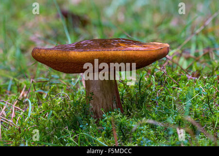 Gepunktete Stamm Bolete (Neoboletus Luridiformis), Frankfurt am Main-Süd, Rüsselsheim am Main, Hessen, Deutschland Stockfoto