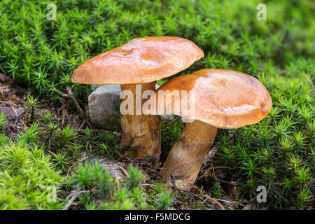 Die Greville Bolete, Lärche Bolete (Suillus Grevillei), Pilz, Bad Homburg, Hessen, Deutschland Stockfoto